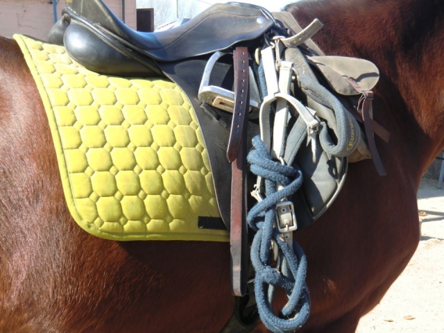 La silla de montar en el animal